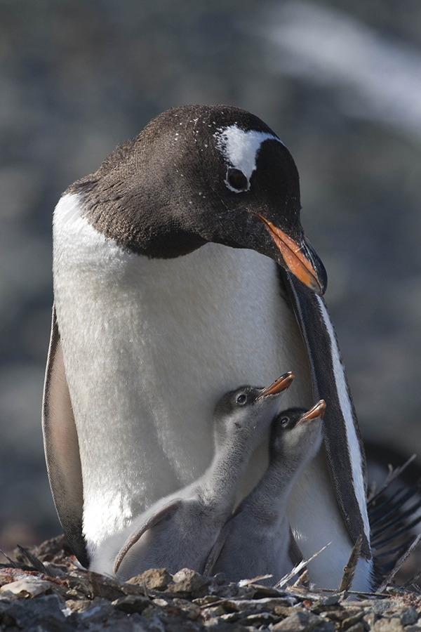 pingvin zagadki o ptitsakh