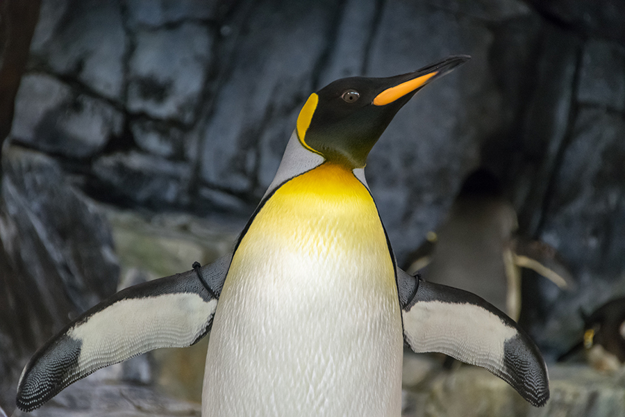 zagadki o pingvine