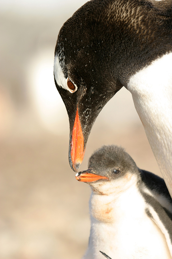 Антарктический пингвин - загадки про пингвинов