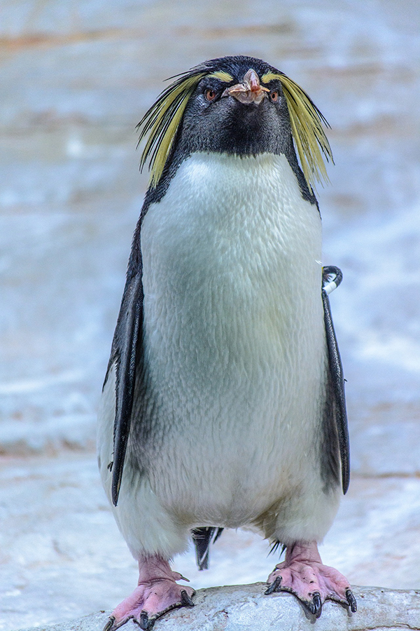 Хохлатый пингвин - загадки о пингвинах