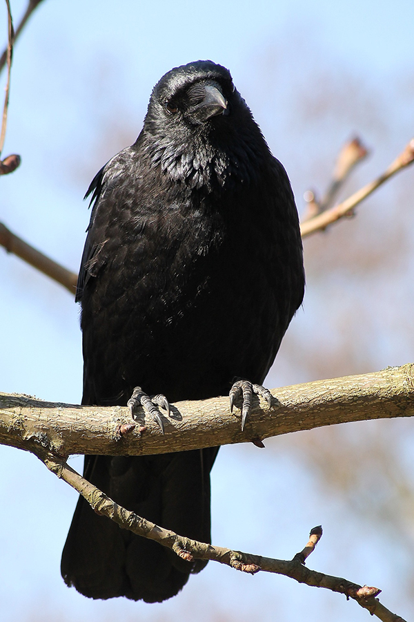 Чёрный ворон