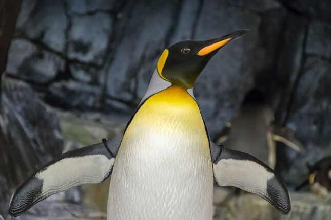Загадки про пингвина для детей